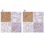 NECAB2 Antibody in Immunohistochemistry (IHC)