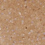 NECAB2 Antibody in Immunohistochemistry (IHC)