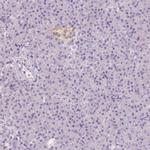 NECAB2 Antibody in Immunohistochemistry (IHC)