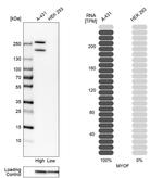 MYOF Antibody in Western Blot (WB)