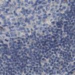 Axotrophin Antibody in Immunohistochemistry (IHC)