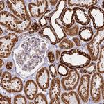 COX6C Antibody in Immunohistochemistry (IHC)