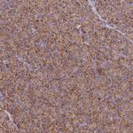 COX6C Antibody in Immunohistochemistry (IHC)