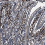 FUT2 Antibody in Immunohistochemistry (IHC)