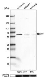 UAP1 Antibody