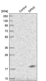 DPM3 Antibody in Western Blot (WB)