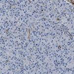 EMP2 Antibody in Immunohistochemistry (IHC)