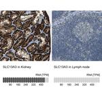 SLC13A3 Antibody