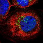 KCNF1 Antibody in Immunocytochemistry (ICC/IF)