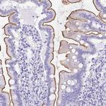 SLC13A2 Antibody in Immunohistochemistry (IHC)