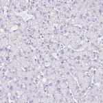 SLC13A2 Antibody in Immunohistochemistry (IHC)