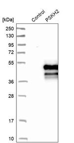 PSKH2 Antibody in Western Blot (WB)