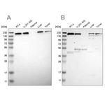 UGGT1 Antibody in Western Blot (WB)