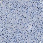 B4GALNT1 Antibody in Immunohistochemistry (IHC)
