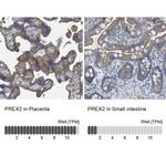 PREX2 Antibody