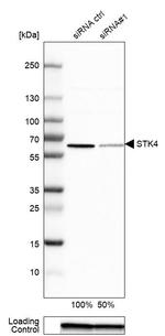 MST1 (STK4) Antibody in Western Blot (WB)