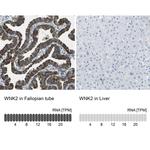 WNK2 Antibody