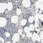 CD300e Antibody in Immunohistochemistry (IHC)