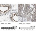 Bif1 Antibody