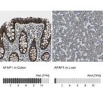 AFAP Antibody