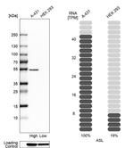 ASL Antibody