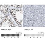 p400 Antibody