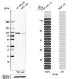 SP100 Antibody in Western Blot (WB)