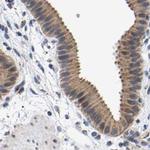 Pericentrin Antibody in Immunohistochemistry (IHC)