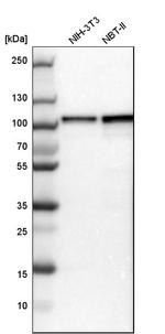 DAP5 Antibody in Western Blot (WB)