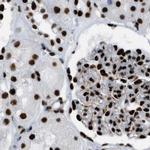 ZNF207 Antibody in Immunohistochemistry (IHC)