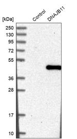 DNAJB11 Antibody in Western Blot (WB)