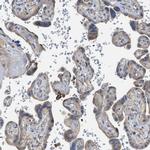 SQRDL Antibody in Immunohistochemistry (IHC)