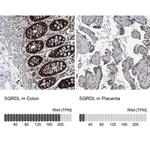 SQRDL Antibody