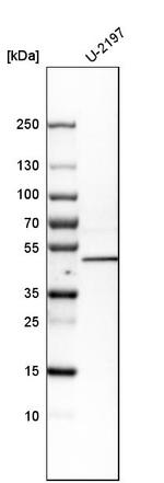 SQRDL Antibody in Western Blot (WB)