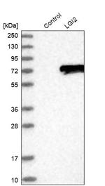 LGI2 Antibody in Western Blot (WB)