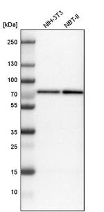 CTPS2 Antibody in Western Blot (WB)