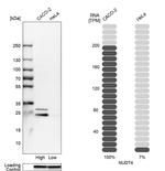 NUDT4 Antibody