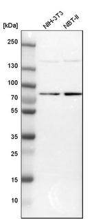 DNAJC14 Antibody in Western Blot (WB)