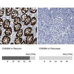 CNNM4 Antibody in Immunohistochemistry (IHC)