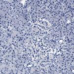 CNNM4 Antibody in Immunohistochemistry (IHC)