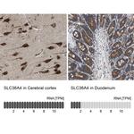 SLC36A4 Antibody