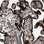 PCDH18 Antibody in Immunohistochemistry (IHC)