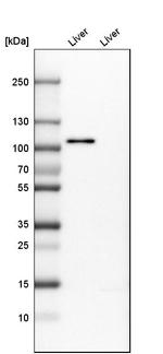 PCDH18 Antibody in Western Blot (WB)