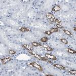 NKCC2 Antibody in Immunohistochemistry (IHC)