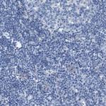 NKCC2 Antibody in Immunohistochemistry (IHC)