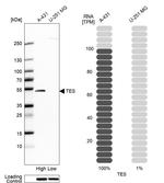 TES Antibody in Western Blot (WB)