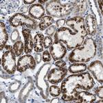 ILDR1 Antibody in Immunohistochemistry (IHC)