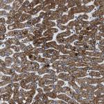 ILDR1 Antibody in Immunohistochemistry (IHC)