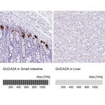 GUCA2A Antibody