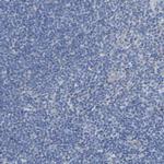 CHAD Antibody in Immunohistochemistry (IHC)